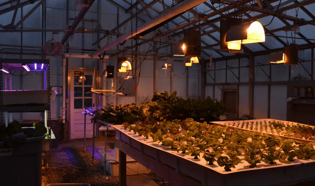 Do Hydroponic Plants Grow Faster, Why?